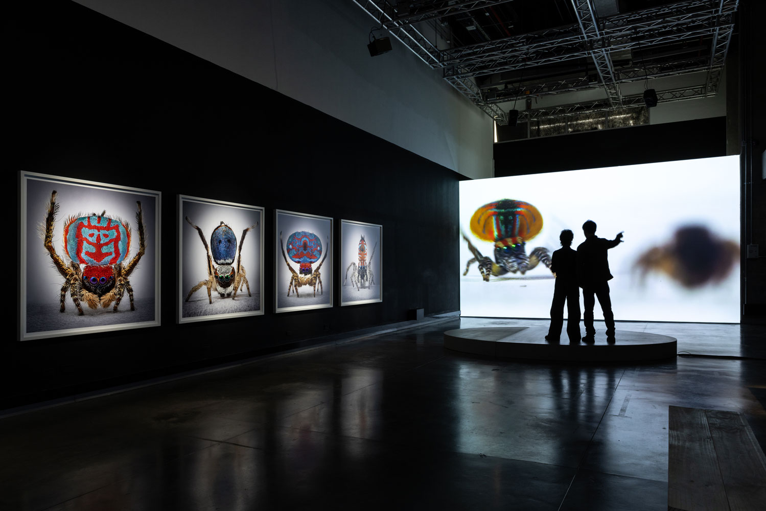 Spiders-of-Paradise-BOG25-HR--3