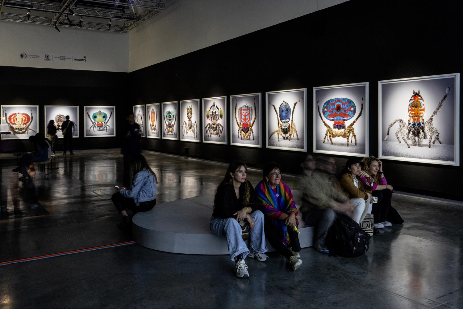 Spiders-of-Paradise-BOG25-HR-35