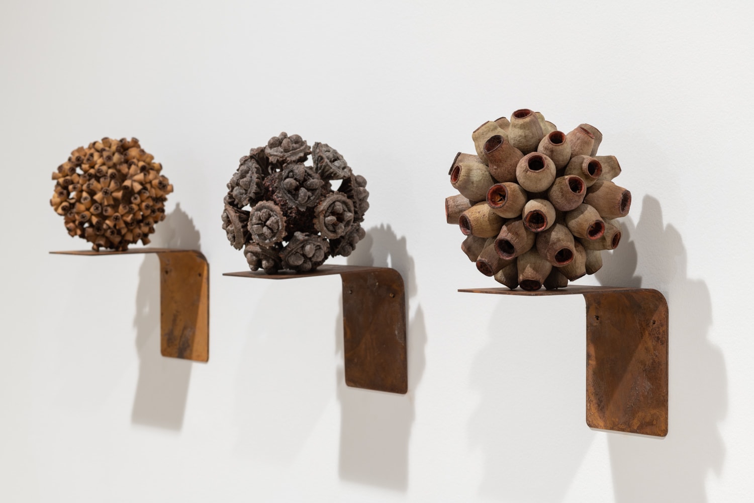 Maria Fernanda Cardoso, Installation view Gumnuts and Sandstone, 2021, Gumnut spheres on artist made shelves. Images courtesy the artist and Sullivan+Strumpf