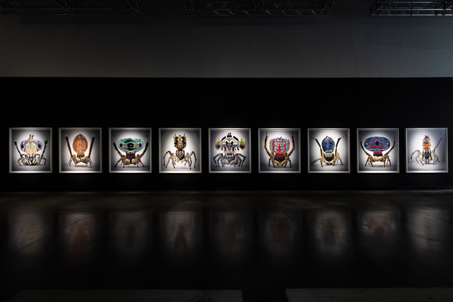 Spiders-of-Paradise-BOG25-HR--1