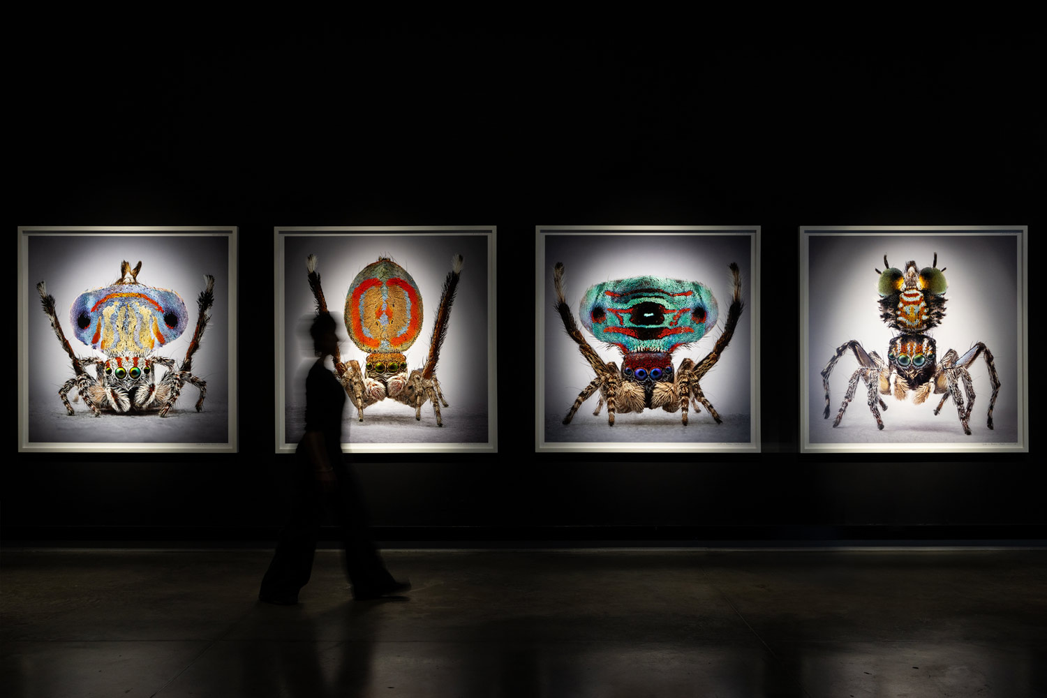 Arañas del Paraíso en la Cinemateca de Bogotá – BOG25