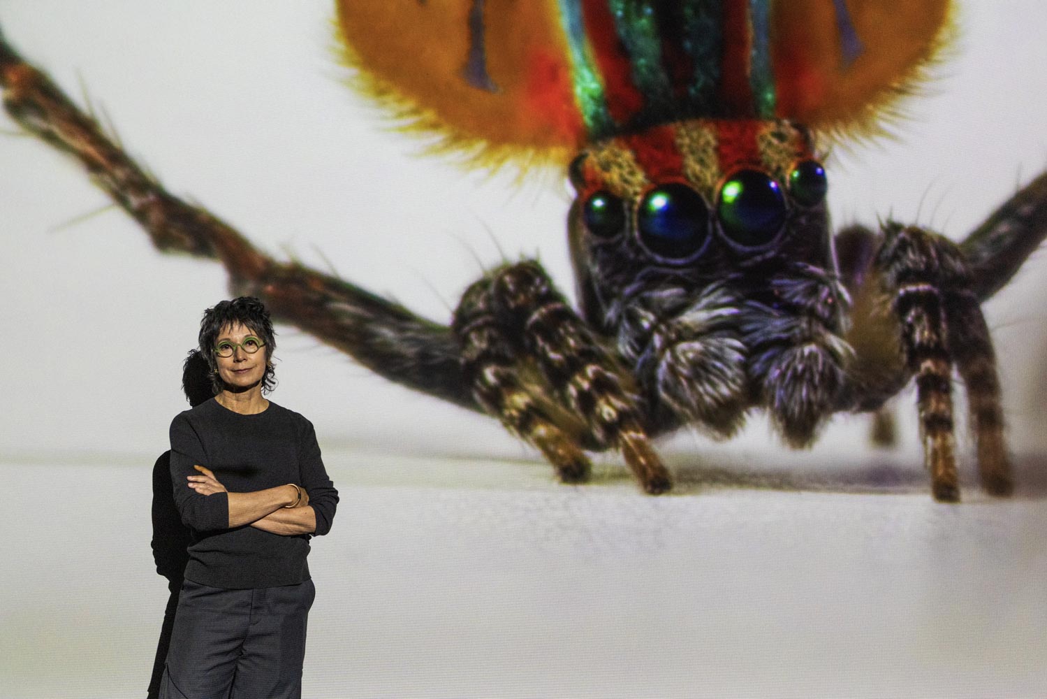 Spiders-of-Paradise-BOG25-HR--24