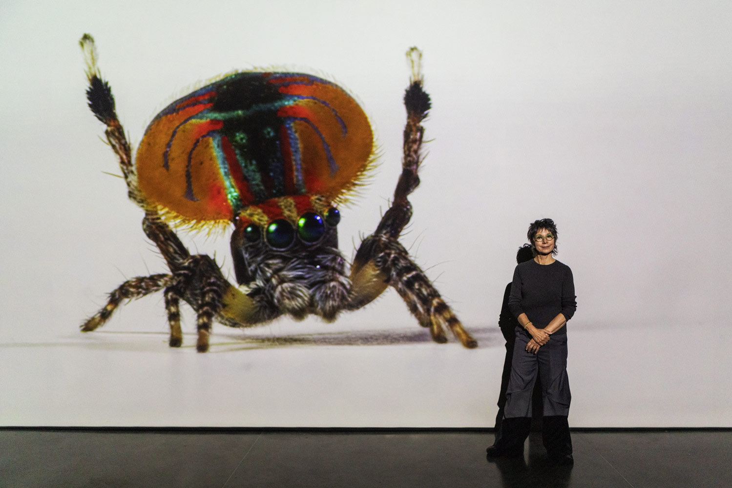 Spiders-of-Paradise-BOG25-HR--25