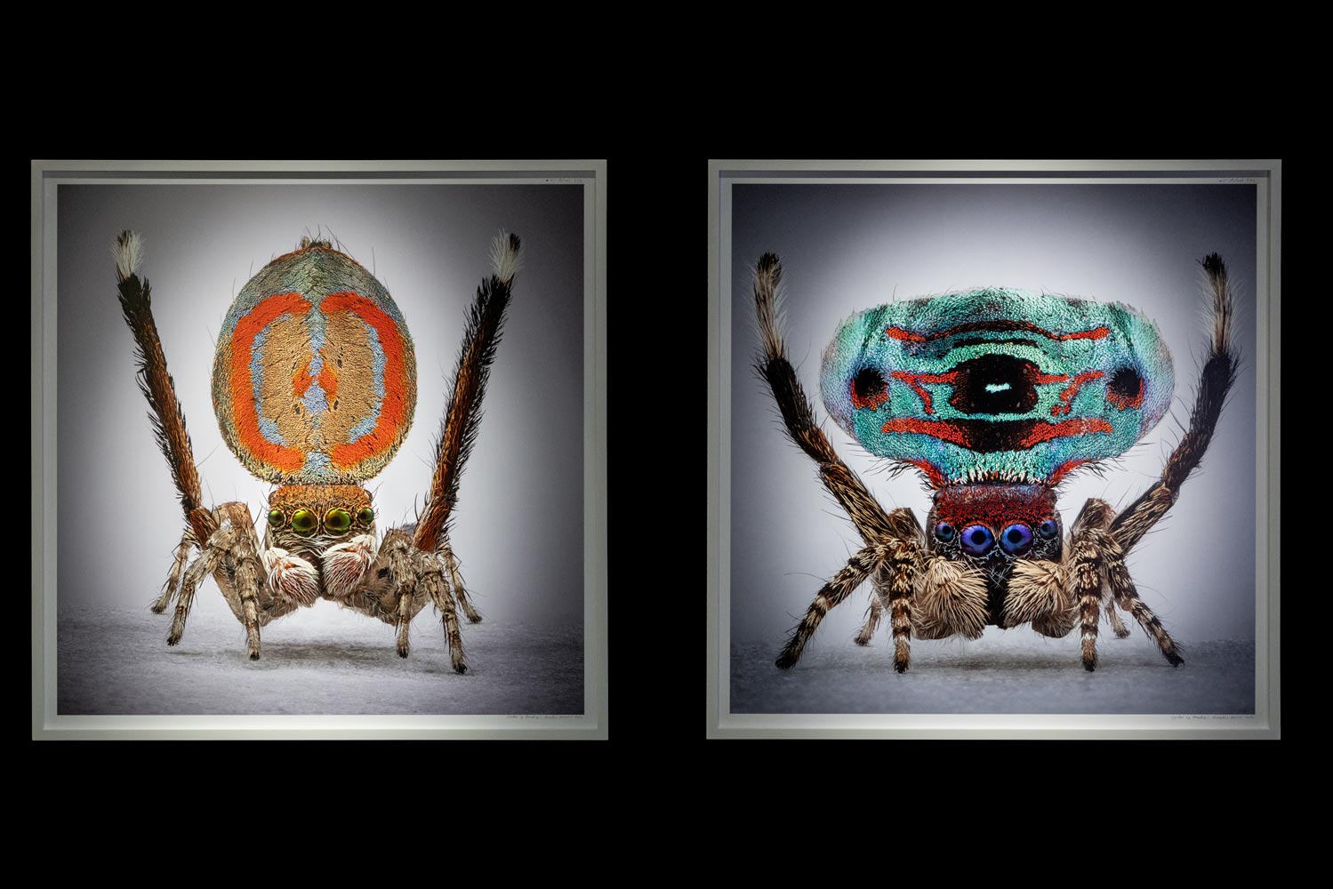 Spiders-of-Paradise-BOG25-HR--26