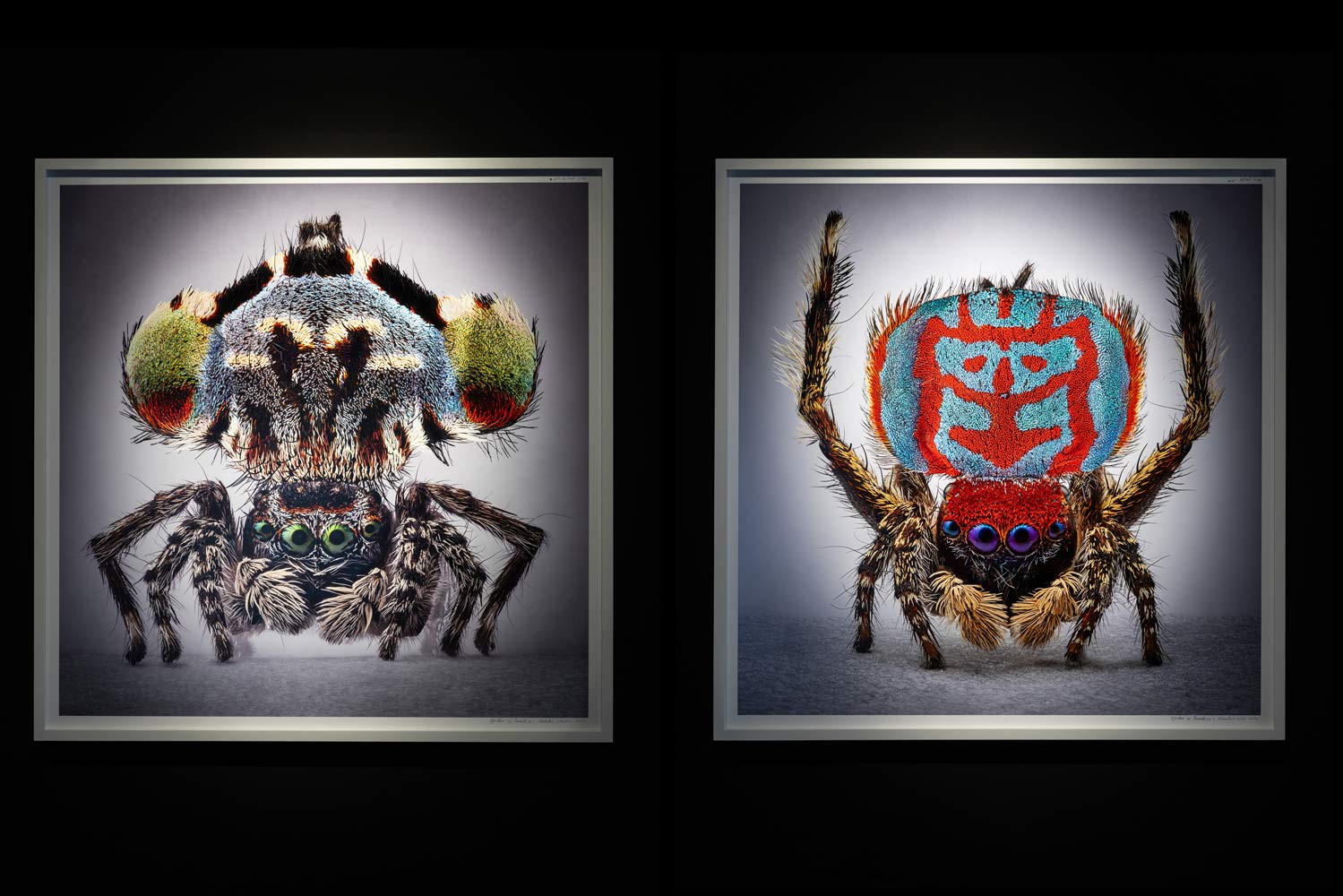 Spiders-of-Paradise-BOG25-HR--27