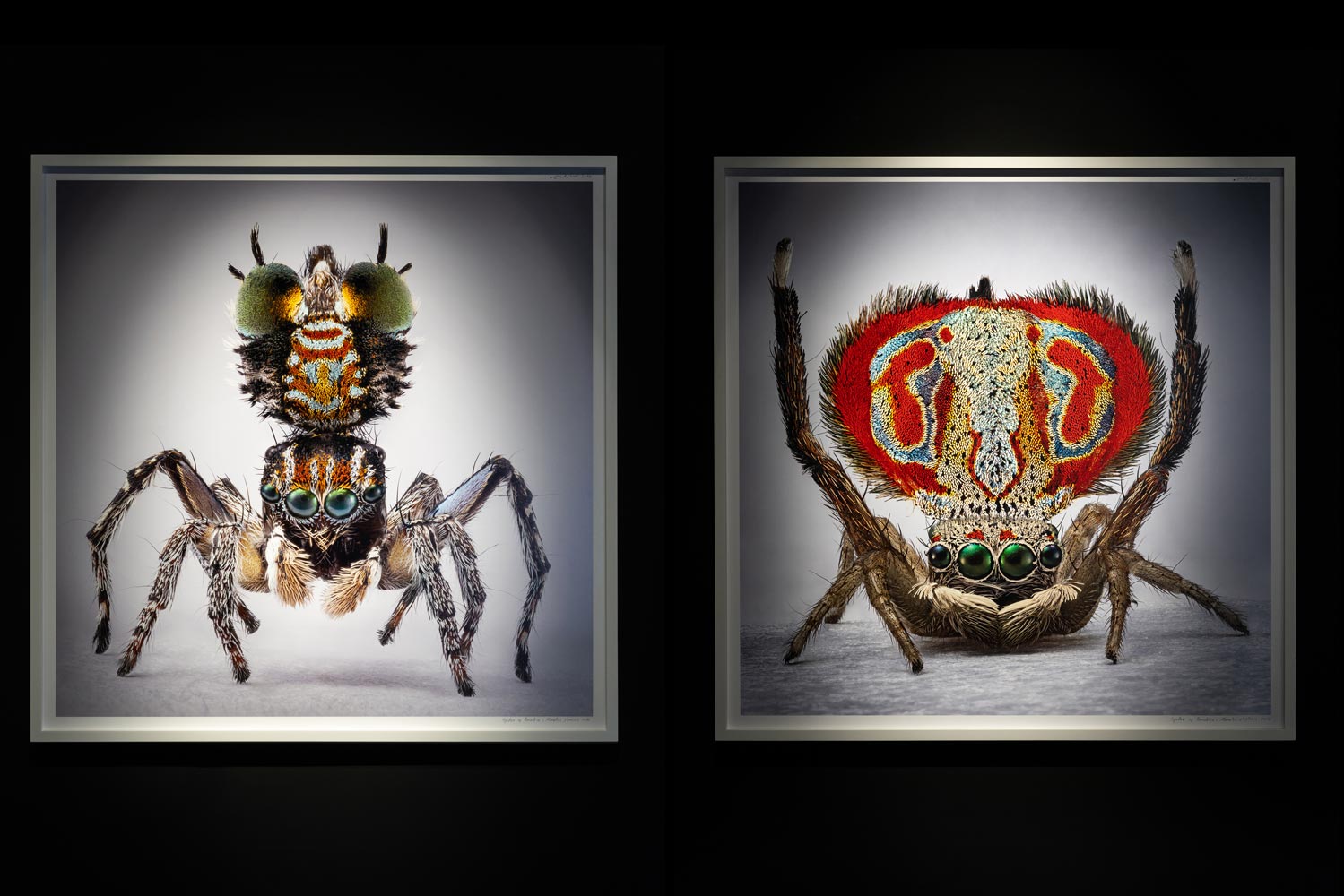 Spiders-of-Paradise-BOG25-HR--29