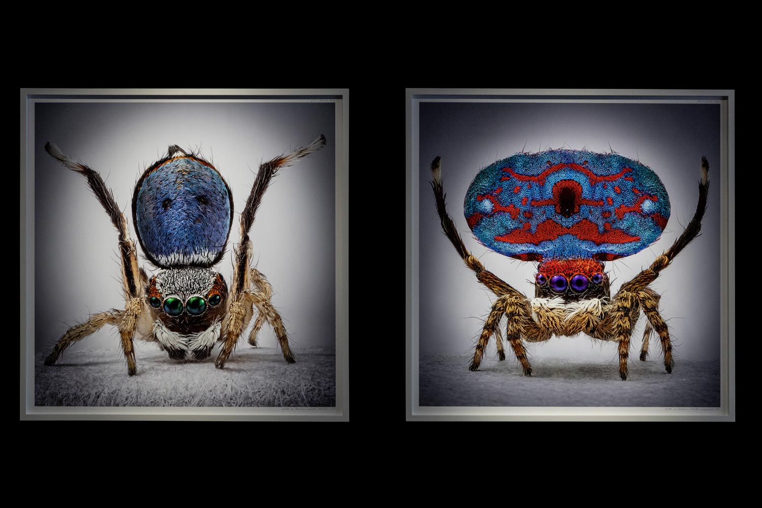 Spiders-of-Paradise-BOG25-HR--30