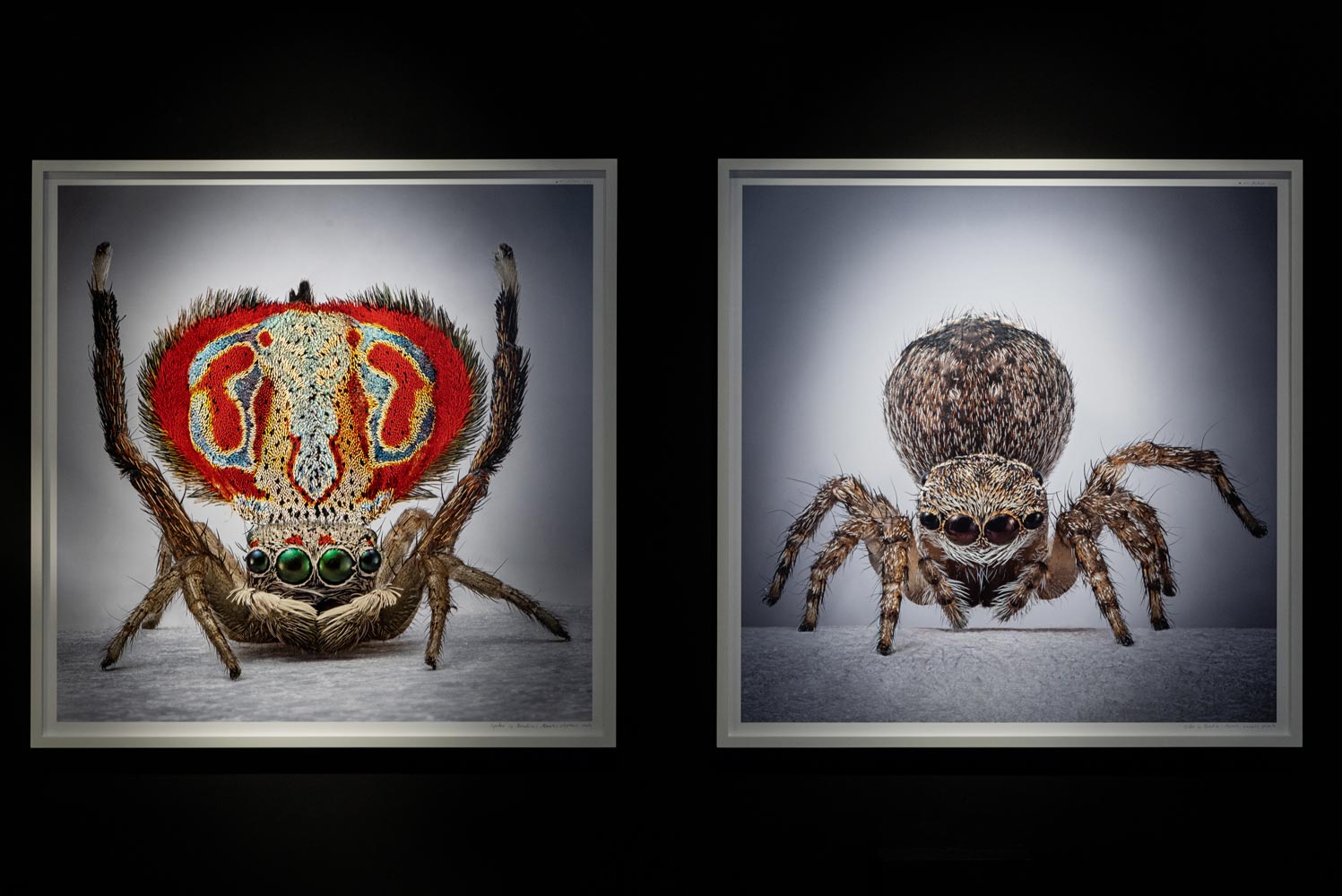 Spiders-of-Paradise-BOG25-HR--31