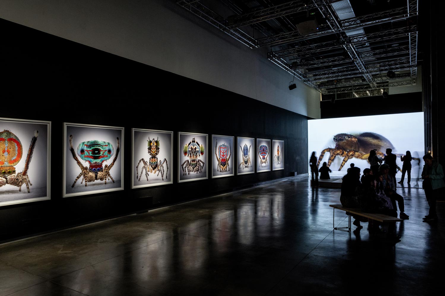 Spiders-of-Paradise-BOG25-HR--32