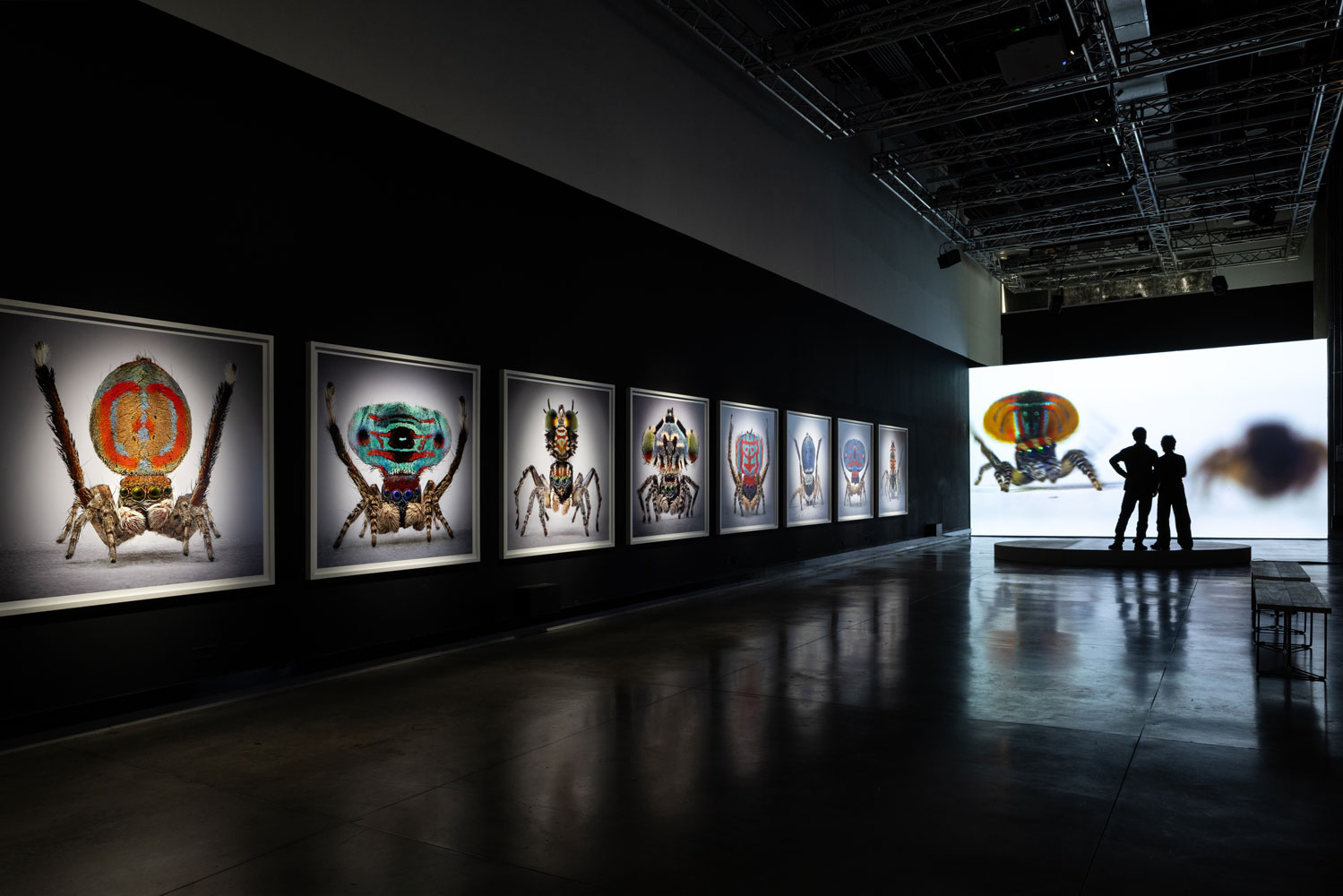 Spiders-of-Paradise-BOG25-HR--4